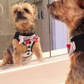 American River Ultra Choke Free Dog Harness (Color: Tuxedo with 4 Interchangeable Bows, size: X-Large)